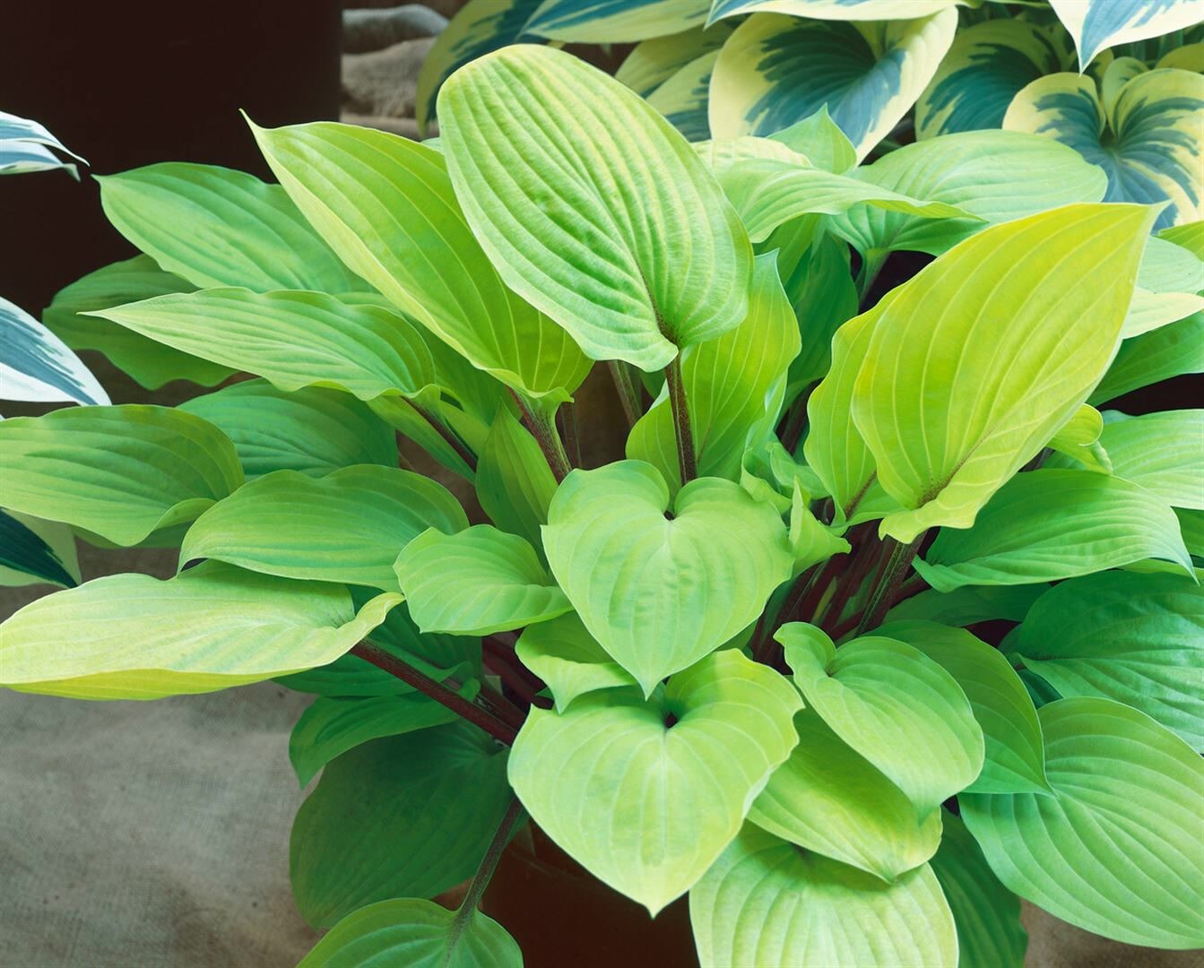 Hosta x cult.’Fire Island‘, Funkie, gelbgrün, ca. 9×9 cm Topf | 04063654300175