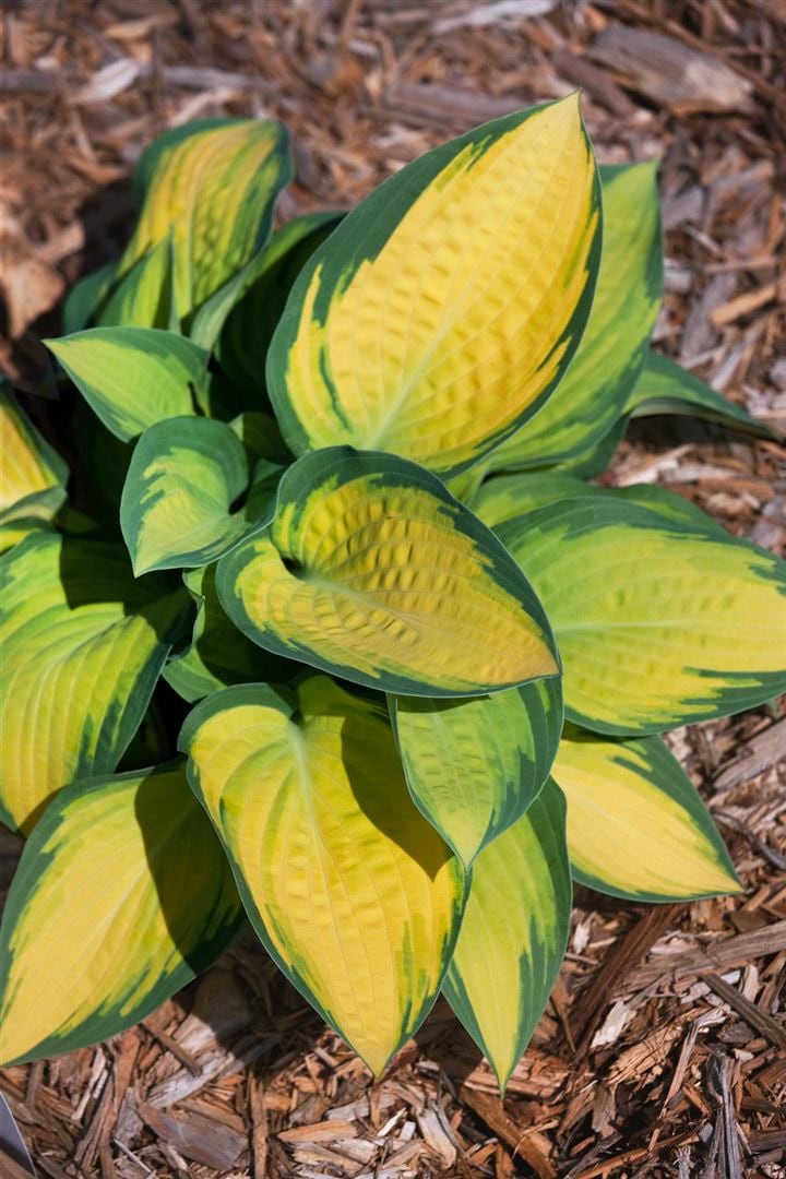 Hosta x fortunei 'Orange Marmalade', Funkie, gr&uuml;n-gelb, ca. 9x9 cm Topf - Bild 1