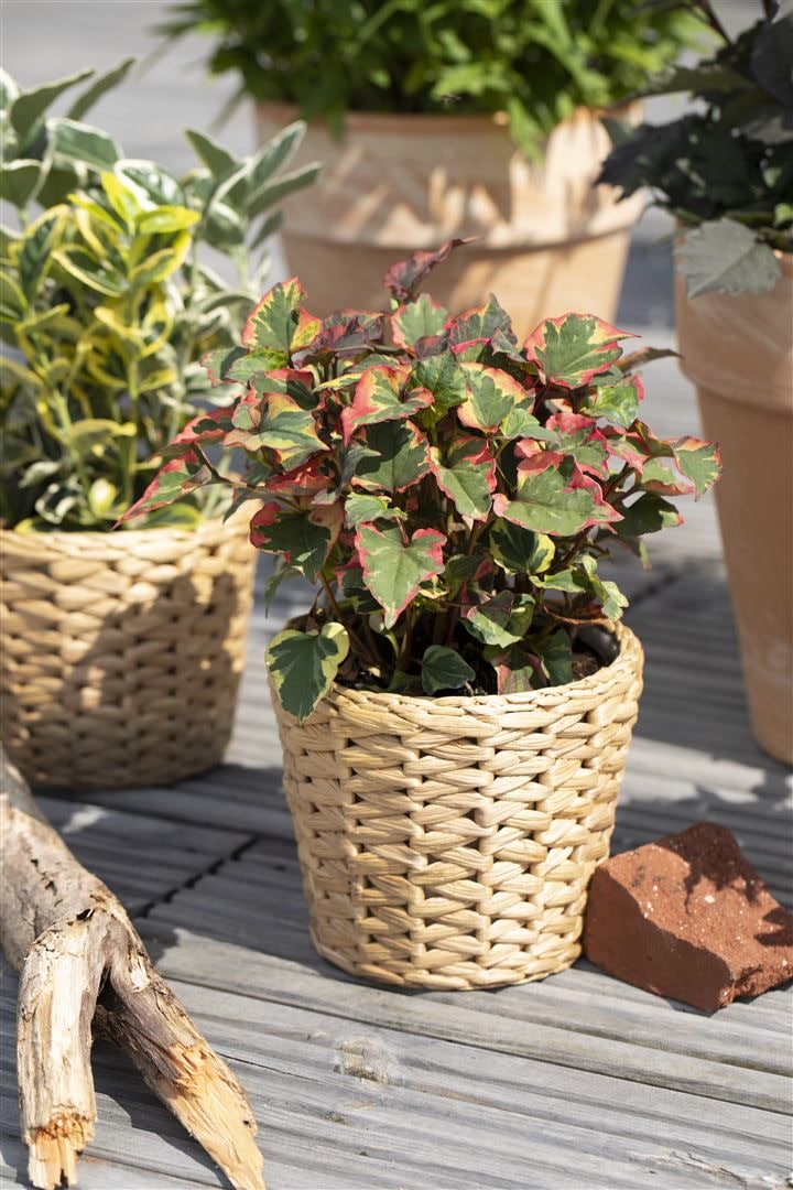 Houttuynia cordata 'Chameleon', buntes Laub, ca. 9x9 cm Topf - Bild 1