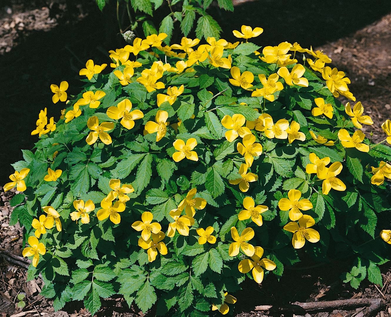 Hylomecon japonicum, Japanische Waldmohn, gelb, ca. 9x9 cm Topf - Bild 1