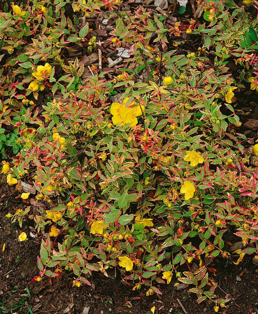 Hypericum moserianum 'Tricolor', Johanniskraut, buntes Laub, ca. 9x9 cm Topf - Bild 1