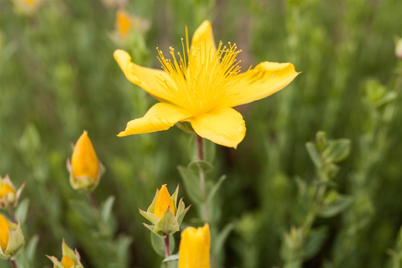 Hypericum polyphyllum 'Grandiflorum', gelb, ca. 9x9 cm Topf - Bild 1