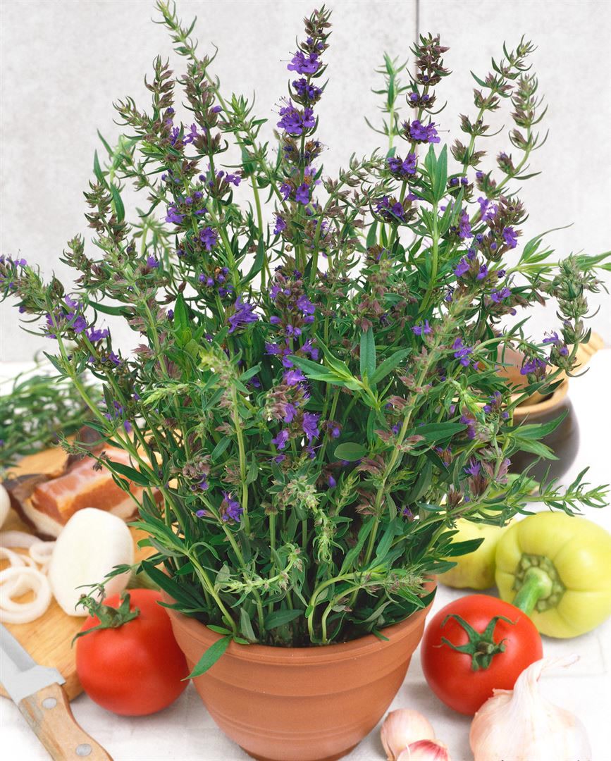 Hyssopus officinalis, Echter Ysop, aromatisch, ca. 9x9 cm Topf - Bild 1