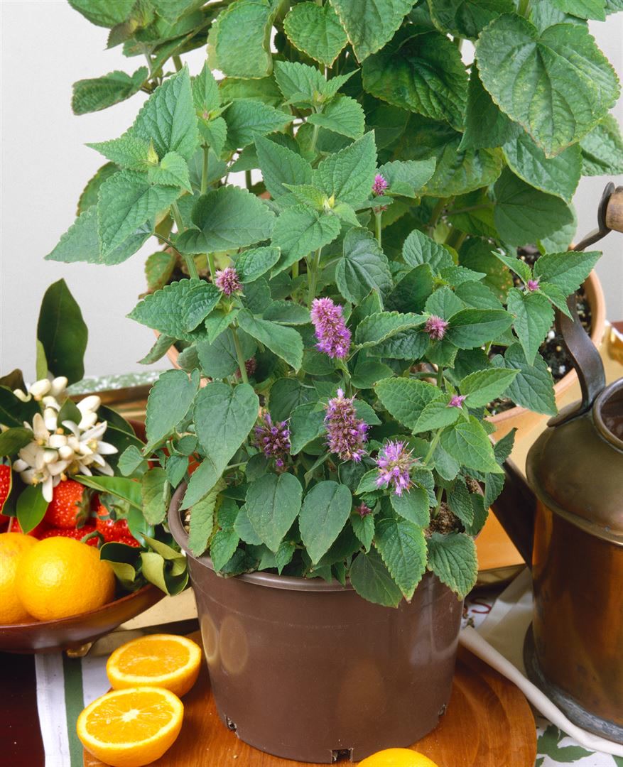 Hyssopus officinalis 'Roseus', Rosmarinlavendel, rosa, ca. 9x9 cm Topf - Bild 1