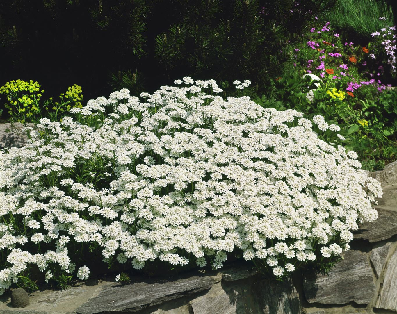 Iberis sempervirens 'Findel', Schleifenblume, wei&szlig;, ca. 9x9 cm Topf - Bild 1