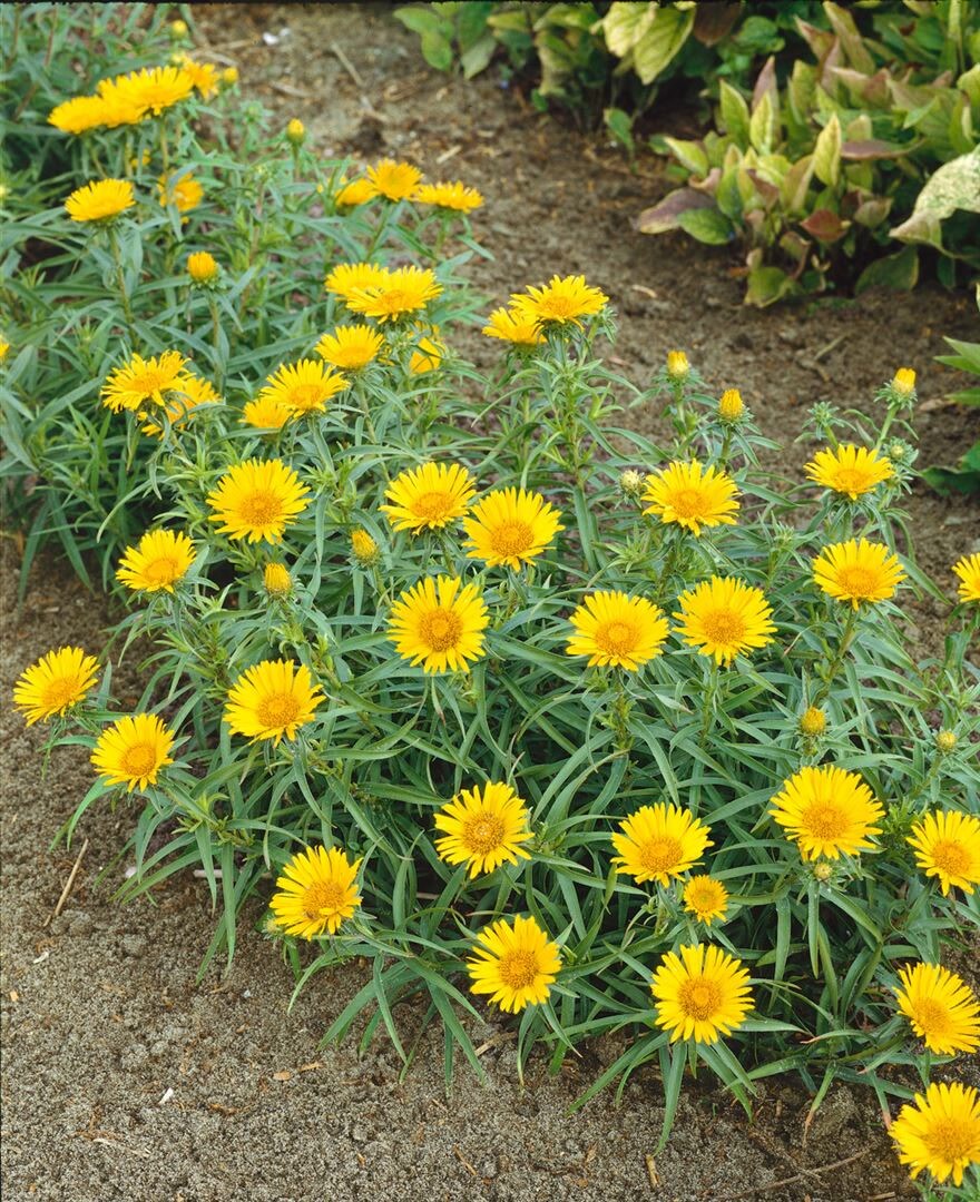 Inula ensifolia, Schwert-Alant, gelb, ca. 9x9 cm Topf - Bild 1