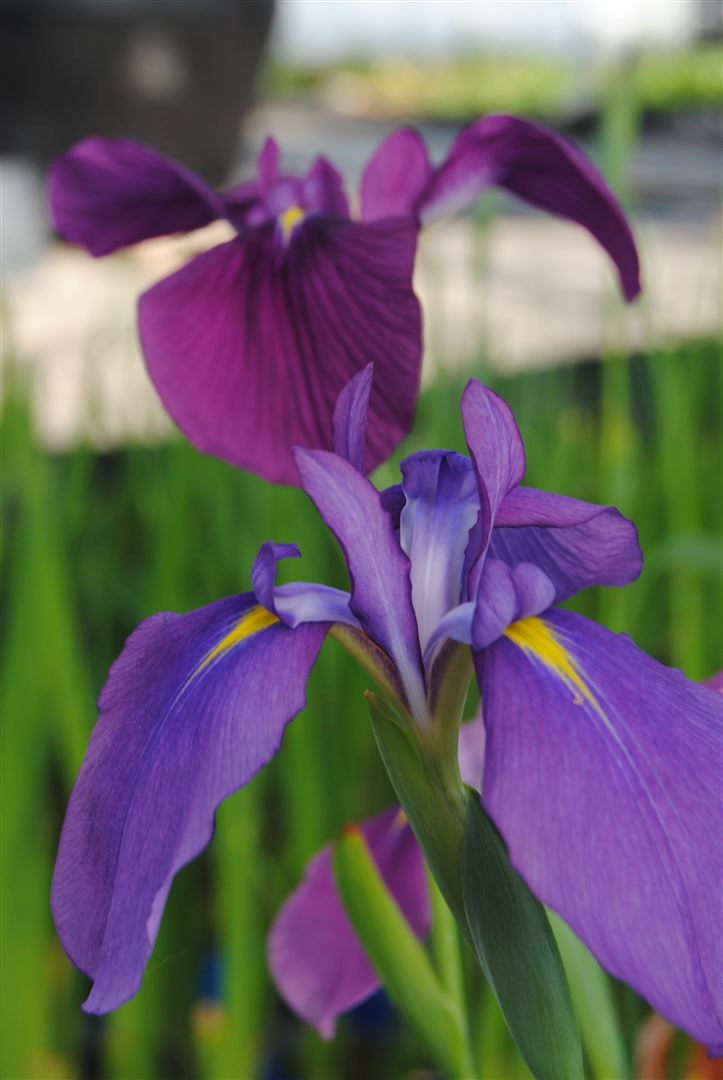 Iris ensata, Japanische Sumpf-Schwertlilie, ca. 9x9 cm Topf - Bild 1