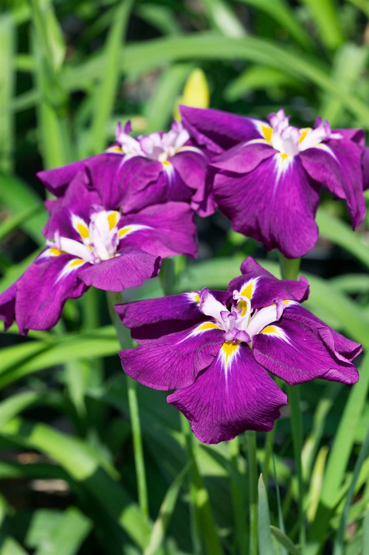 Iris ensata 'Loyalty', Japanische Schwertlilie, violett, ca. 9x9 cm Topf - Bild 1