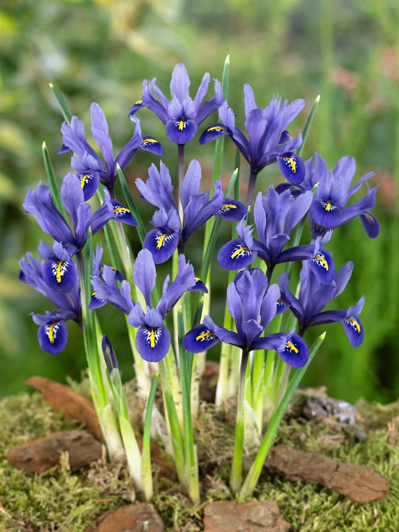 Iris reticulata 'Harmony', Zwerg-Iris, blau, ca. 9x9 cm Topf - Bild 1