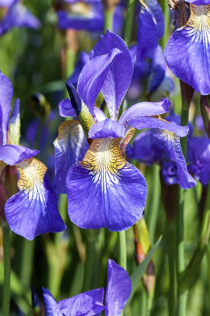 Iris sibirica, Sibirische Schwertlilie, blau-violett, ca. 9x9 cm Topf - Bild 1