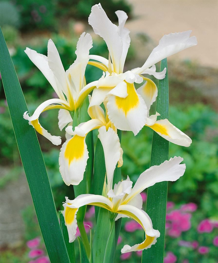Iris spuria, ca. 9x9 cm Topf, elegant, blau-violette Bl&uuml;ten - Bild 1