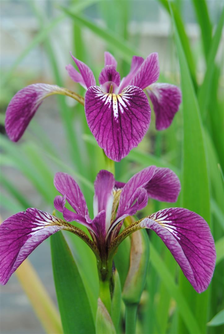 Iris versicolor 'Kermesina', Sumpf-Schwertlilie, karmesinrot, ca. 9x9 cm Topf - Bild 1