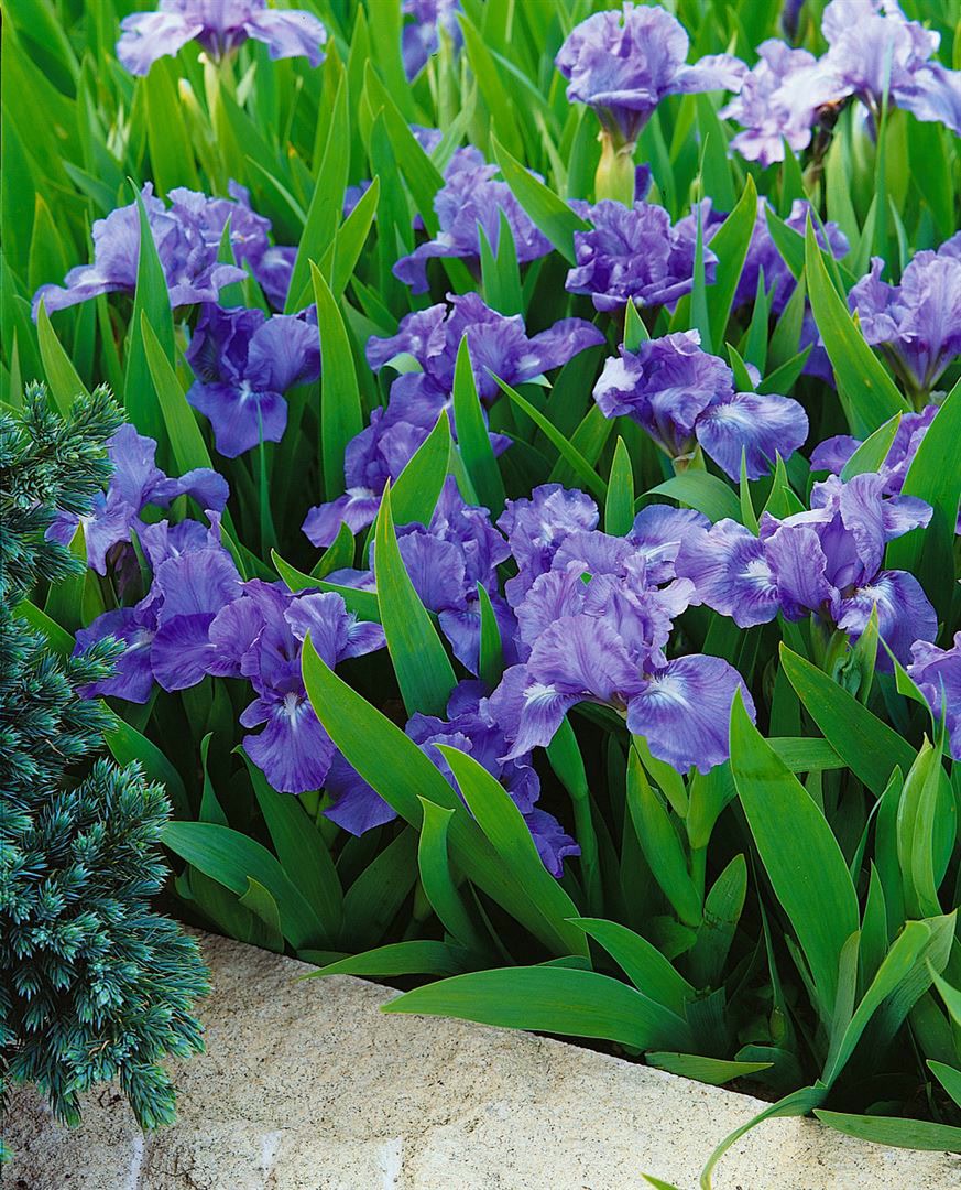 Iris x barb.-nana 'Pepita', Zwergiris, gelb, ca. 9x9 cm Topf - Bild 1