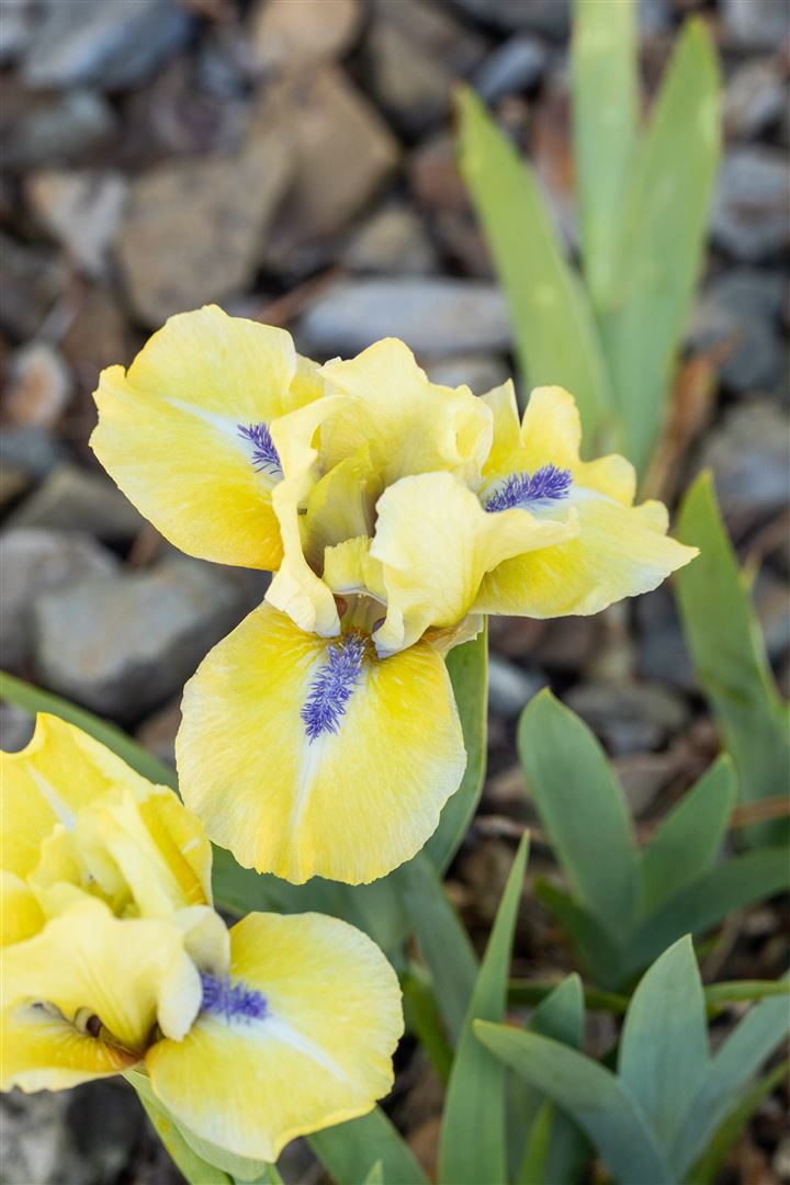 Iris x barb.-nana 'Stockholm', Zwergiris, blau, ca. 9x9 cm Topf