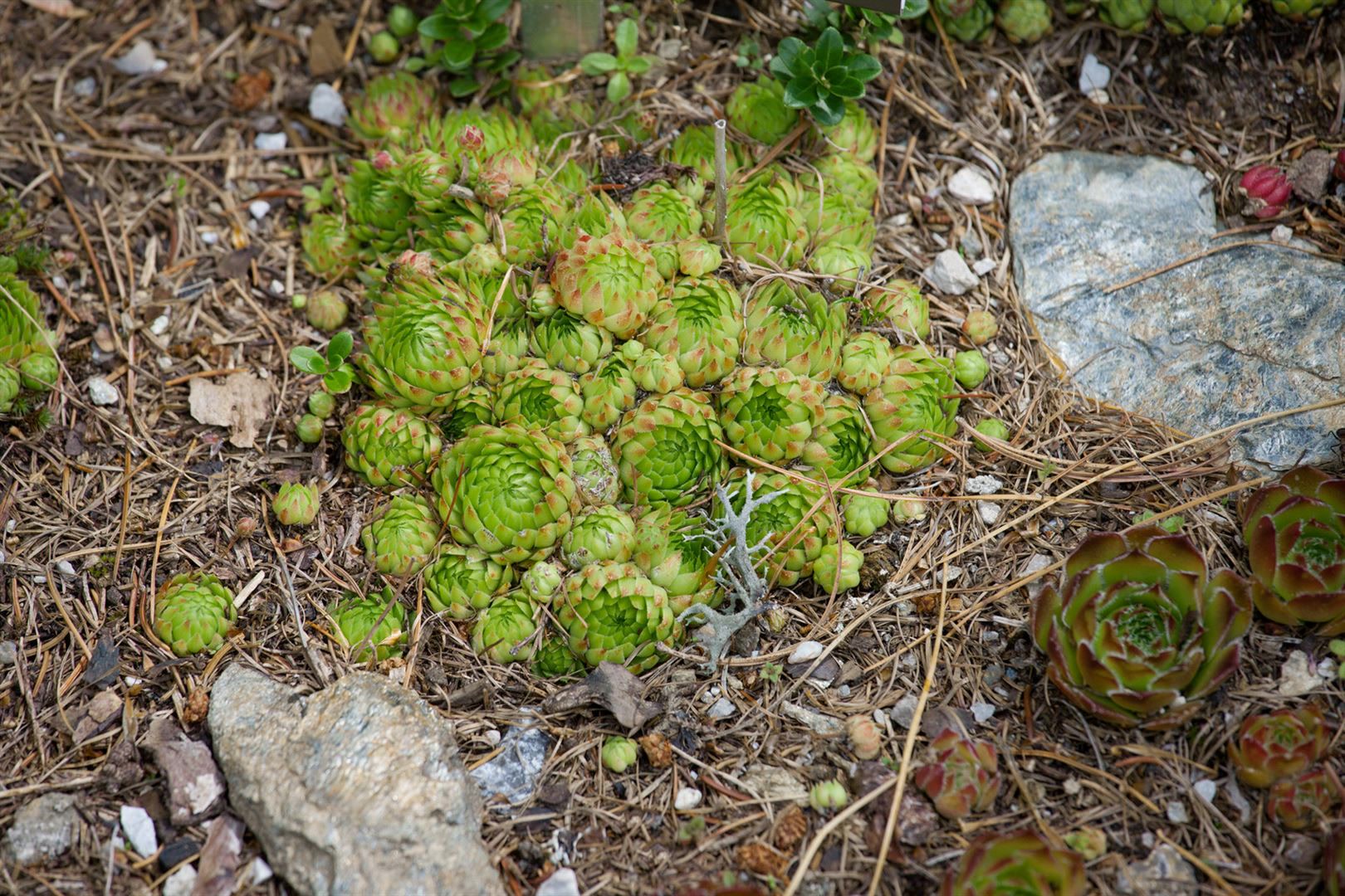 Jovibarba globifera, Hauswurz, ca. 9x9 cm Topf, sukkulent - Bild 1