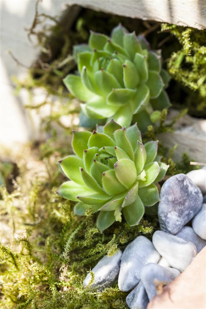 Jovibarba sobolifera, Hauswurz, ca. 9x9 cm Topf - Bild 1