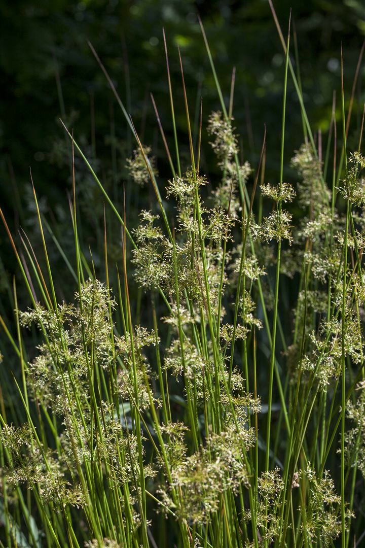 Juncus effusus, Flatter-Binse, ca. 9x9 cm Topf - Bild 1