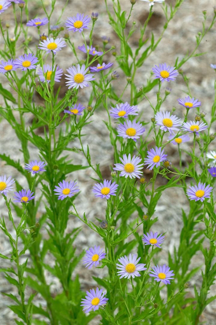Kalimeris incisa, Feinstrahl-Aster, zartlila, ca. 9x9 cm Topf - Bild 1