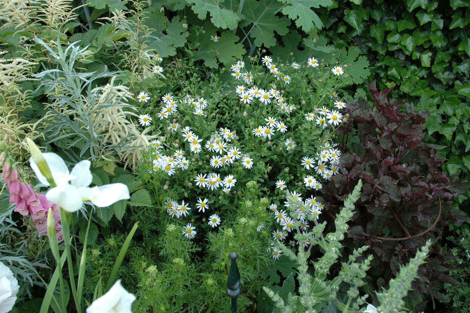 Kalimeris incisa 'Alba', wei&szlig;, ca. 9x9 cm Topf - Bild 1