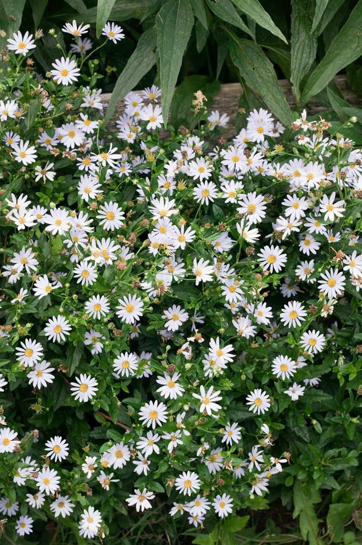 Kalimeris incisa 'Blue Star', blau, ca. 9x9 cm Topf - Bild 1
