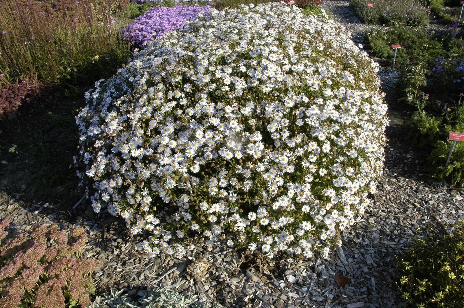 Kalimeris incisa 'Madiva', Japanische Aster, lila, ca. 9x9 cm Topf - Bild 1