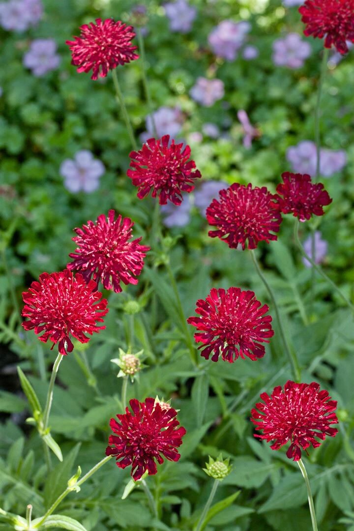 Knautia macedonica ‚Mars Midget‘, Purpurblüte, ca. 9×9 cm Topf | 04063654302124