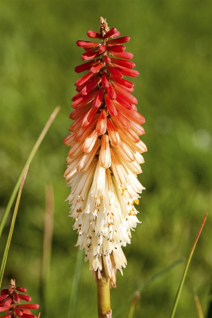 Kniphofia uvaria ‚Flamenco‘, Fackellilie, orange-rot, ca. 9×9 cm Topf | 04063654302148