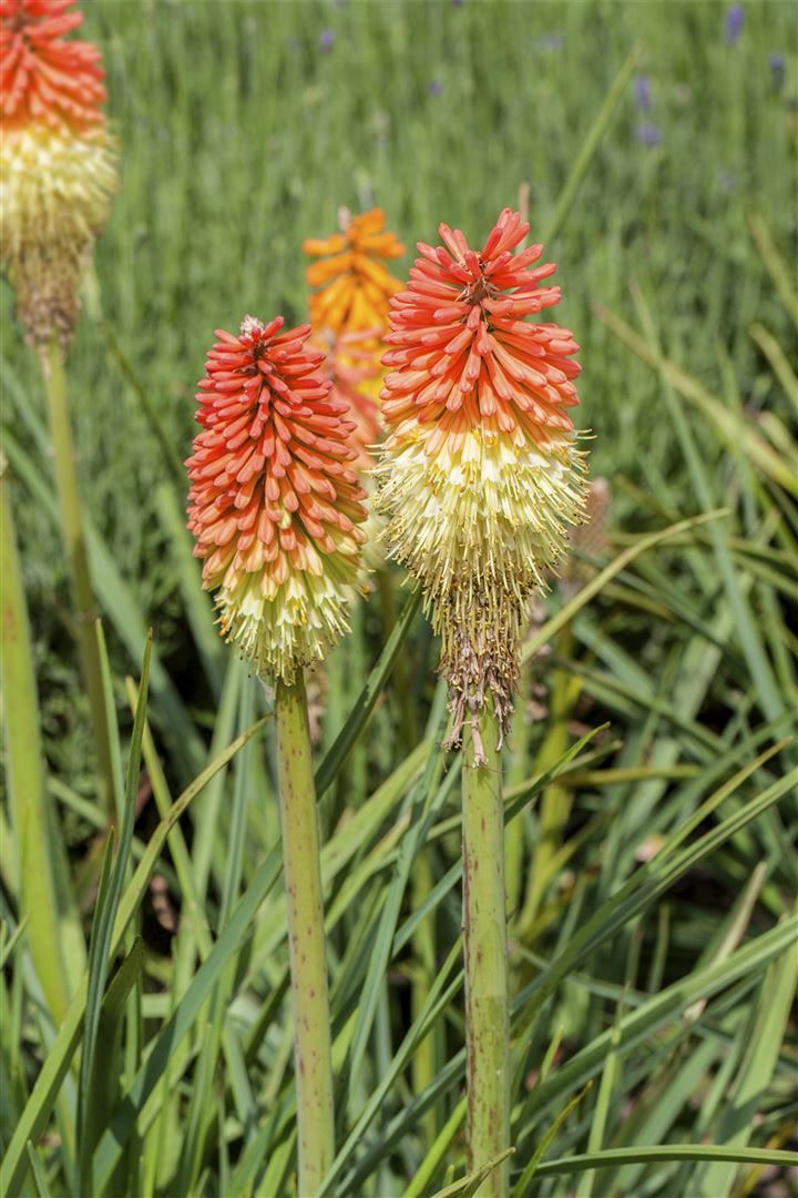 Kniphofia x praecox, Fackellilie, ca. 9x9 cm Topf - Bild 1