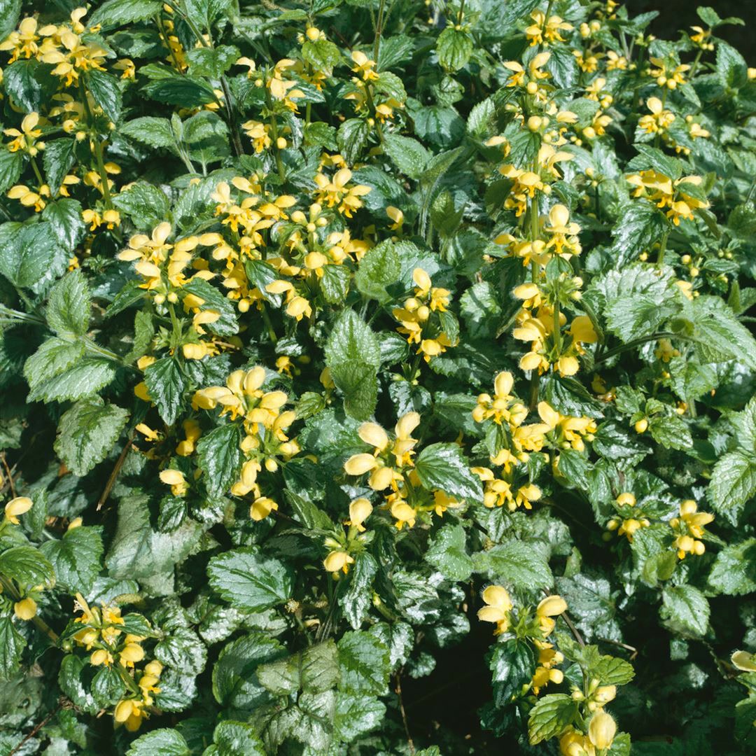 Lamiastrum galeobdolon 'Florentinum', Goldnessel, ca. 9x9 cm Topf - Bild 1