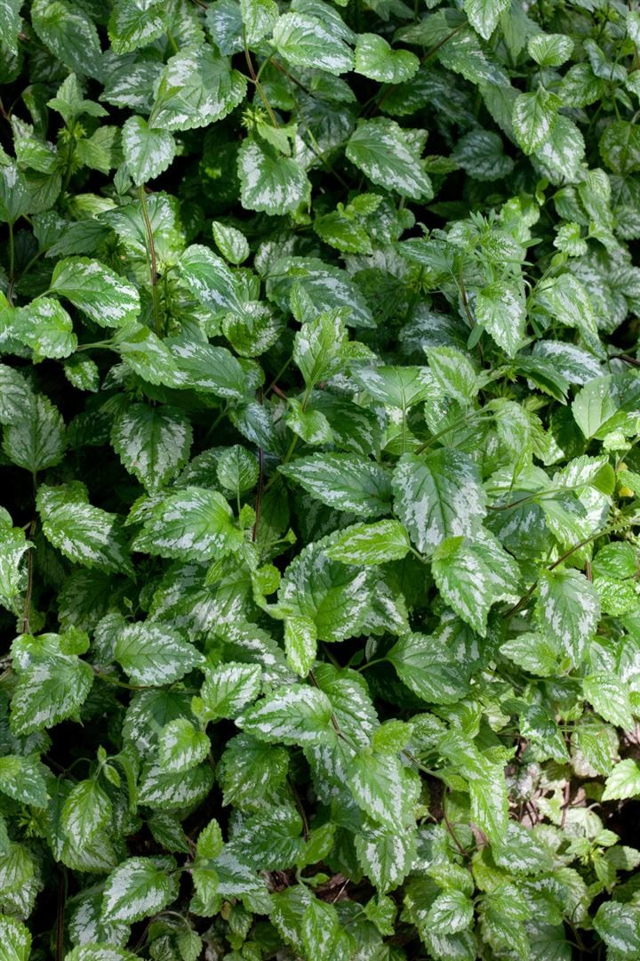 Lamiastrum galeobdolon 'Silberteppich', Goldnessel, silbrig, ca. 9x9 cm Topf - Bild 1