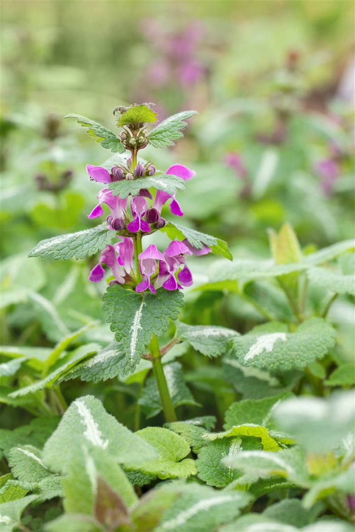Lamium maculatum 'Chequers', Gefleckte Taubnessel, rosa, ca. 9x9 cm Topf - Bild 1