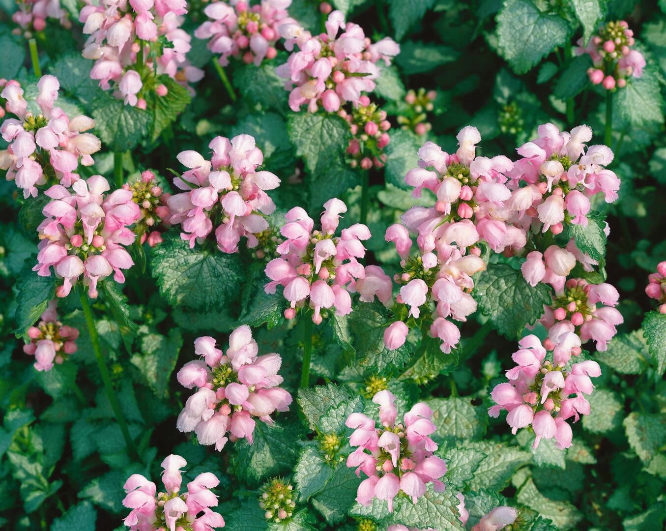 Lamium maculatum ‚Shell Pink‘, Taubnessel, zartrosa, ca. 9×9 cm Topf | 04063654302308