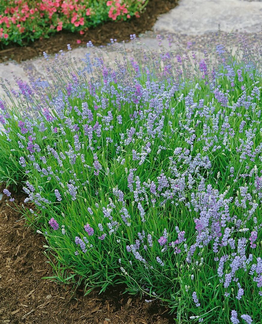 Lavandula angustifolia 'Blue Cushion', Lavendel, blau, ca. 9x9 cm Topf - Bild 1