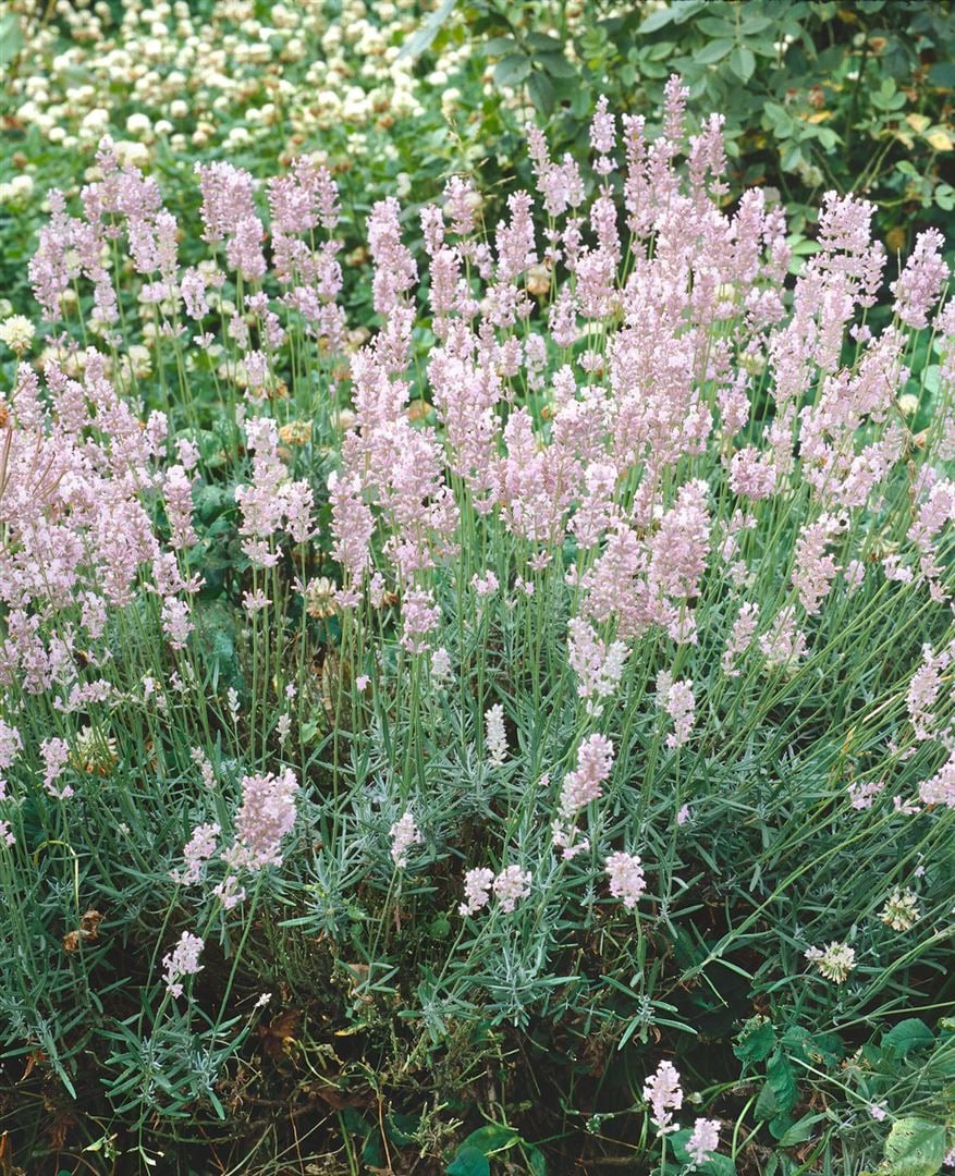 Lavandula angustifolia 'Hidcote Pink', Lavendel, rosa, ca. 9x9 cm Topf - Bild 1