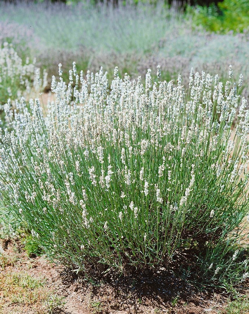 Lavandula angustifolia 'Nana Alba', Lavendel, wei&szlig;, ca. 9x9 cm Topf - Bild 1