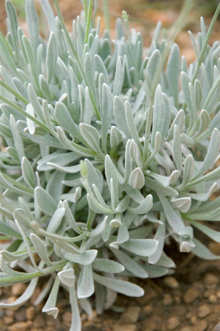 Lavandula latifolia, Speiklavendel, aromatisch, ca. 9x9 cm Topf - Bild 1