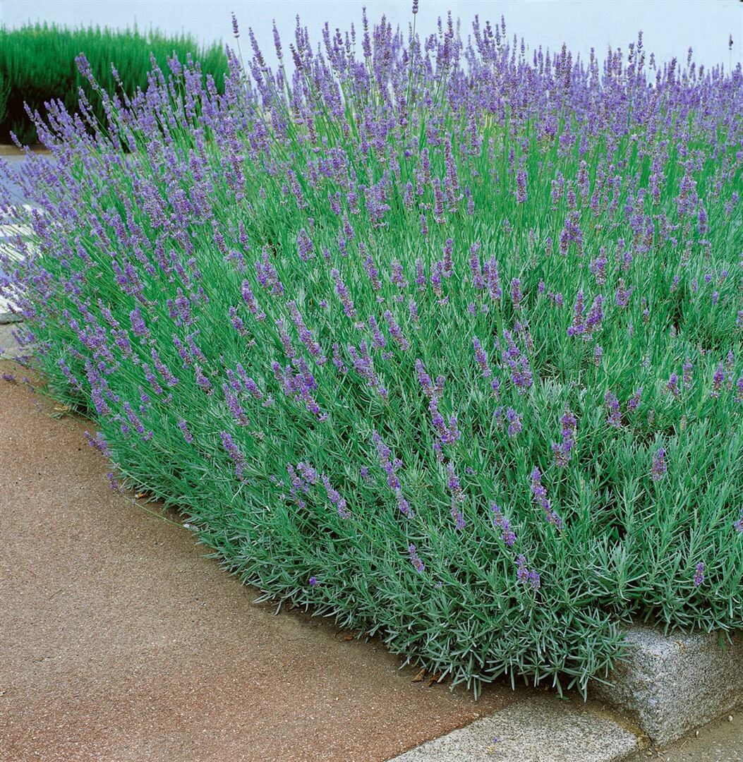 Lavandula x intermedia 'Dutch', Lavendel, violett, ca. 9x9 cm Topf - Bild 1
