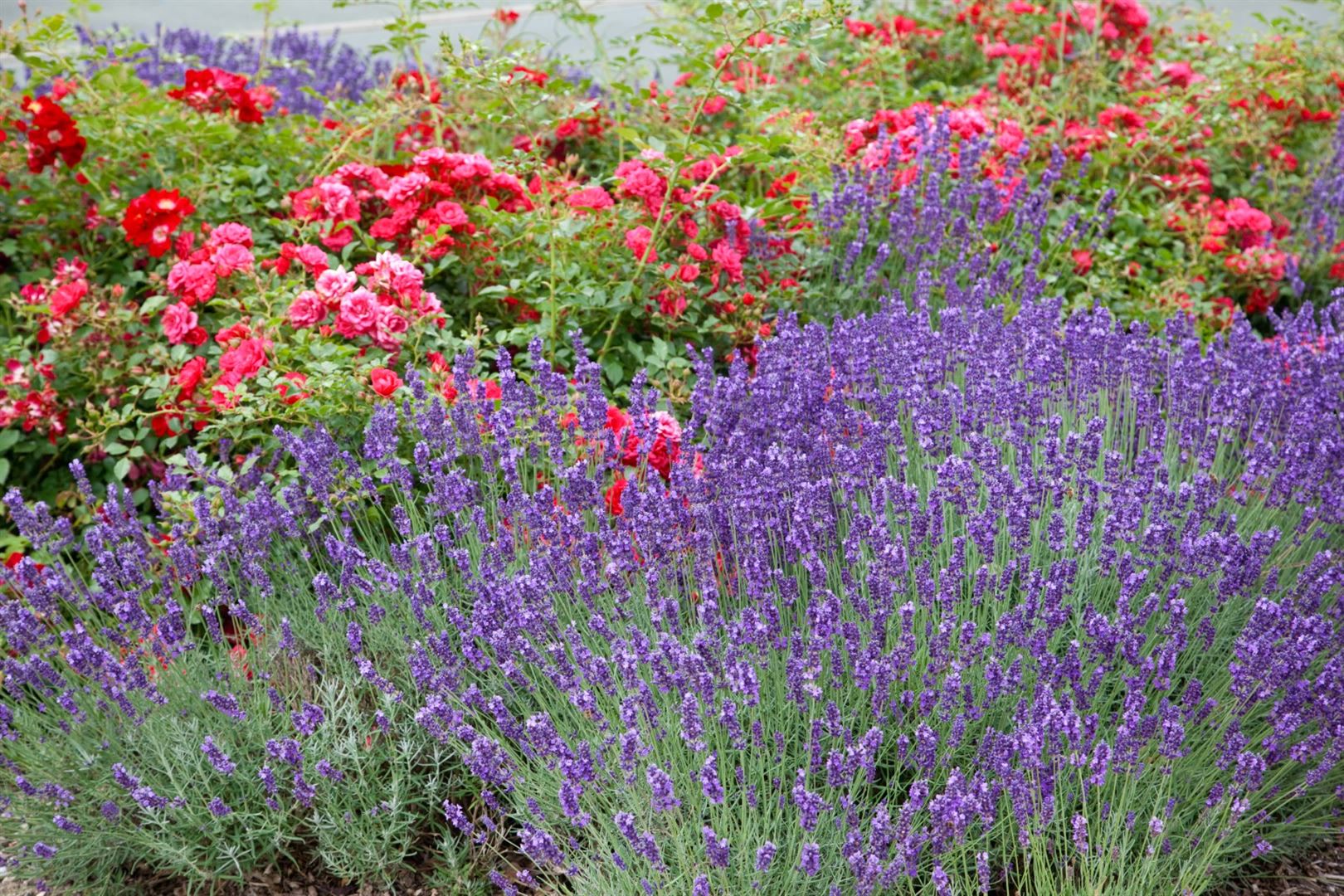 Lavandula x intermedia 'Grosso', Lavendel, duftend, ca. 9x9 cm Topf - Bild 1