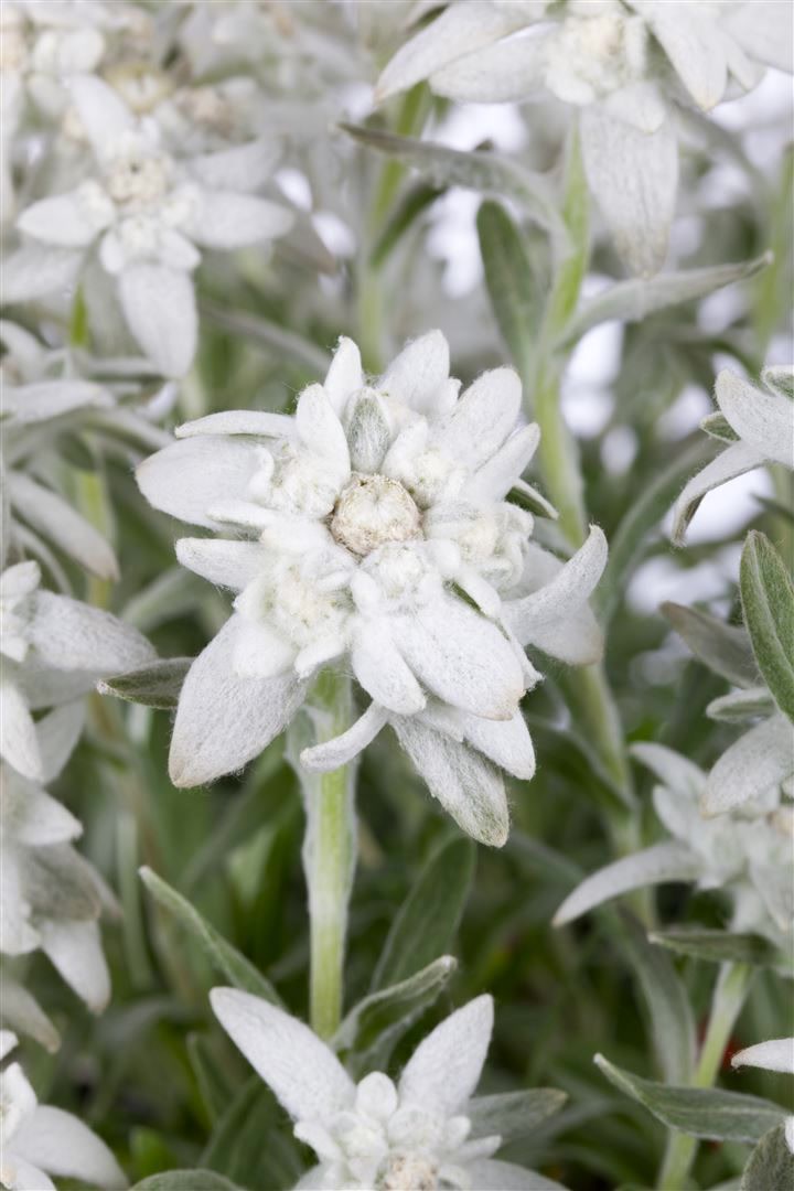 Leontopodium alpinum, Edelwei&szlig;, ca. 9x9 cm Topf - Bild 1