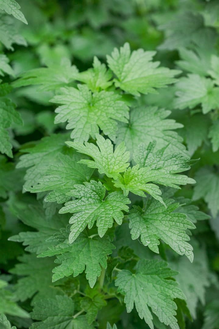 Leonurus cardiaca, Herzgespann, ca. 9x9 cm Topf, gr&uuml;nlaubig - Bild 1