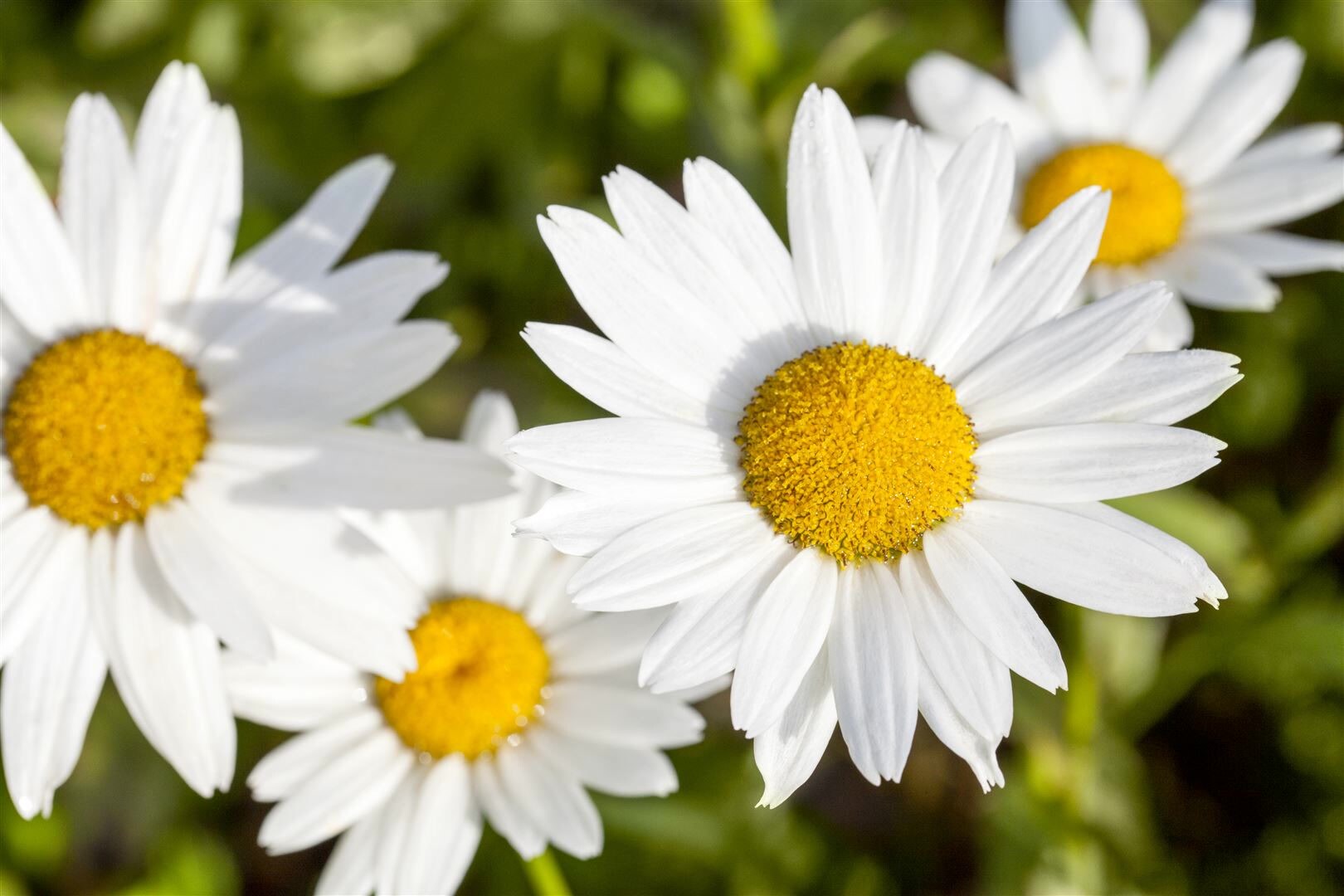 Leucanthemum vulgare, Margerite, weiß, ca. 9×9 cm Topf | 04063654302728