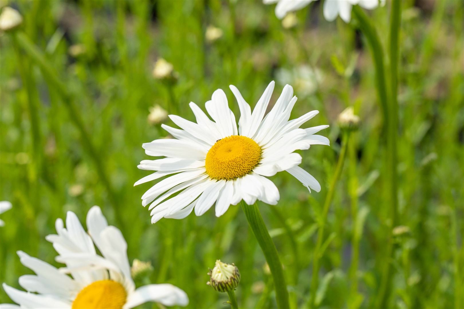 Leucanthemum vulgare 'Maik&ouml;nigin', Margerite, wei&szlig;, ca. 9x9 cm Topf - Bild 1