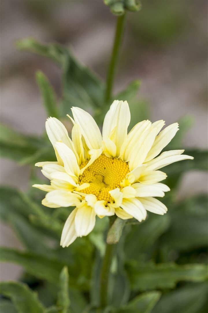 Leucanthemum x superbum ‚Banana Cream‘, Margerite, gelb, ca. 9×9 cm Topf | 04063654302742