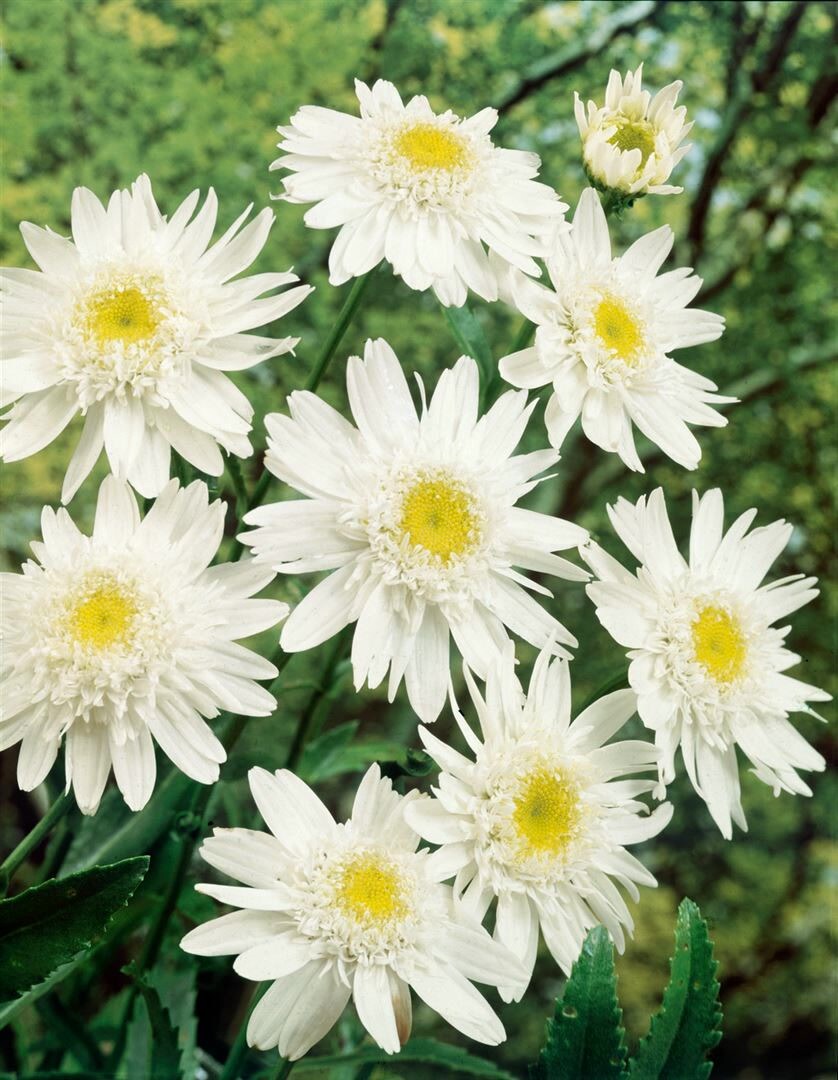 Leucanthemum x superbum ‚Christine Hagemann‘, Margerite, weiß, ca. 9×9 cm Topf | 04063654302766