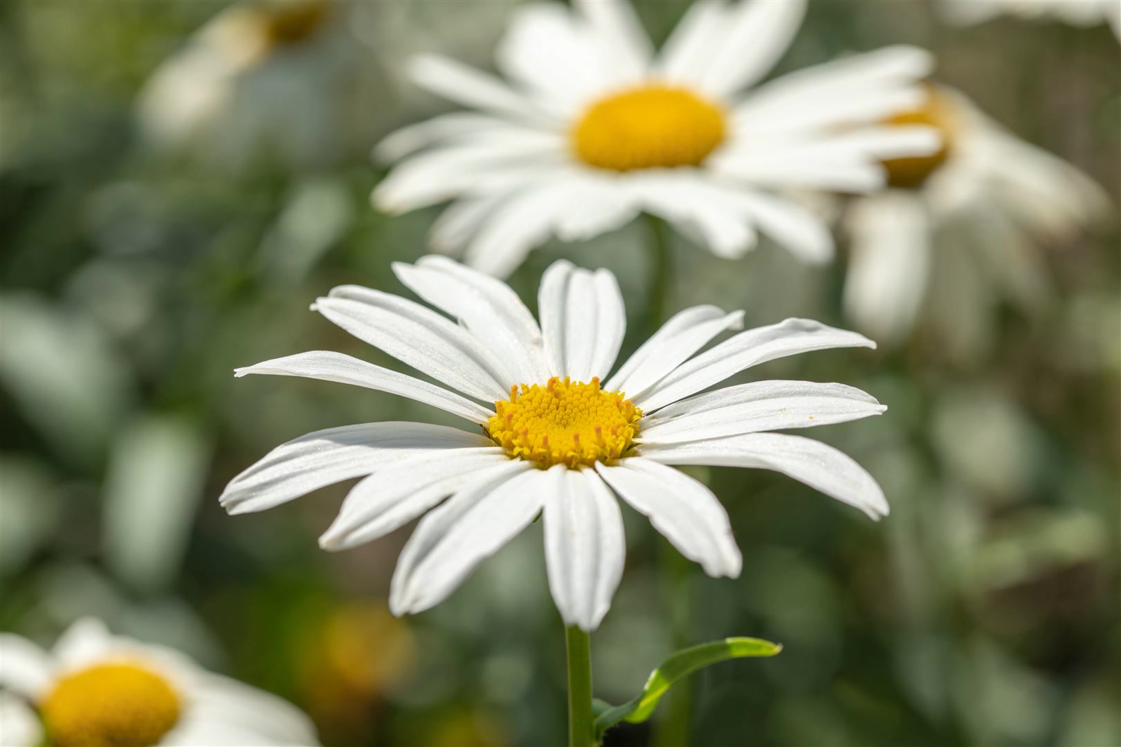 Leucanthemum x superbum 'Gruppenstolz', Margerite, wei&szlig;, ca. 9x9 cm Topf - Bild 1