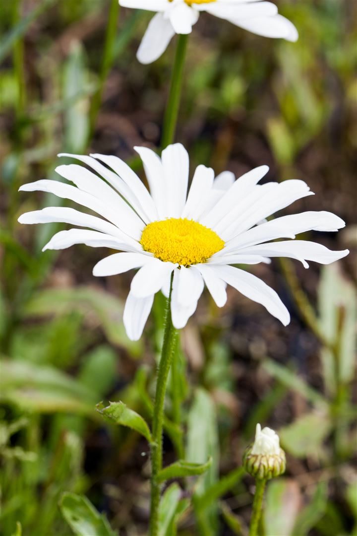 Leucanthemum x superbum 'Silberprinzesschen', Margerite, wei&szlig;, ca. 9x9 cm Topf - Bild 1