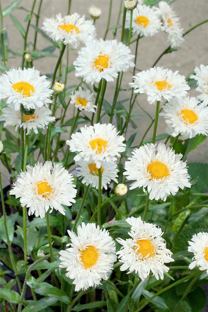 Leucanthemum x superbum ‚Snehurka‘, Margerite, weiß, ca. 9×9 cm Topf | 04063654302797