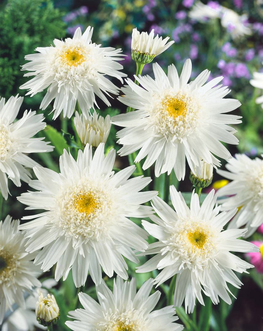Leucanthemum x superbum 'Wirral Supreme', Margerite, wei&szlig;, ca. 9x9 cm Topf - Bild 1