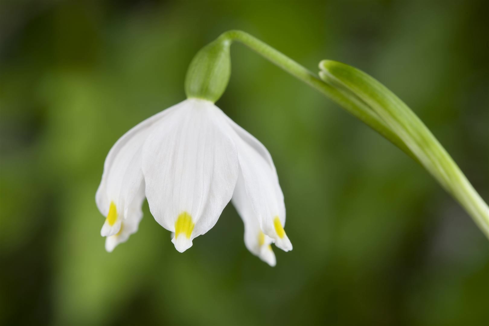 Leucojum vernum, Märzenbecher, weiß, ca. 9x9 cm Topf