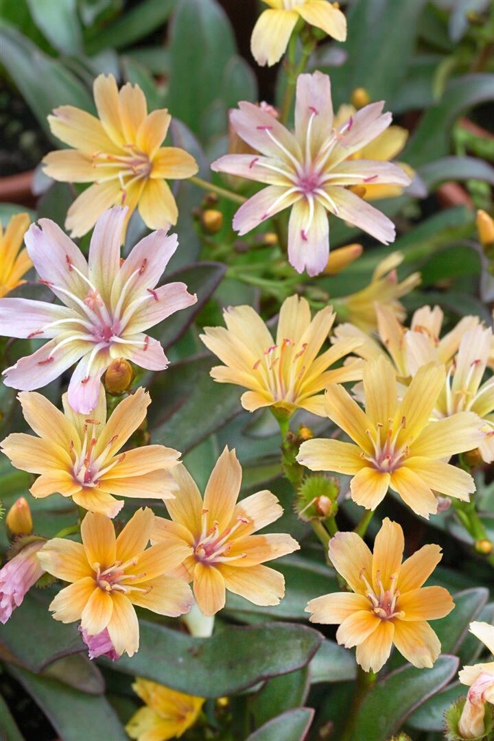 Lewisia longipetala ‚Little Peach‘, pfirsichfarben, ca. 9×9 cm Topf | 04063654302858